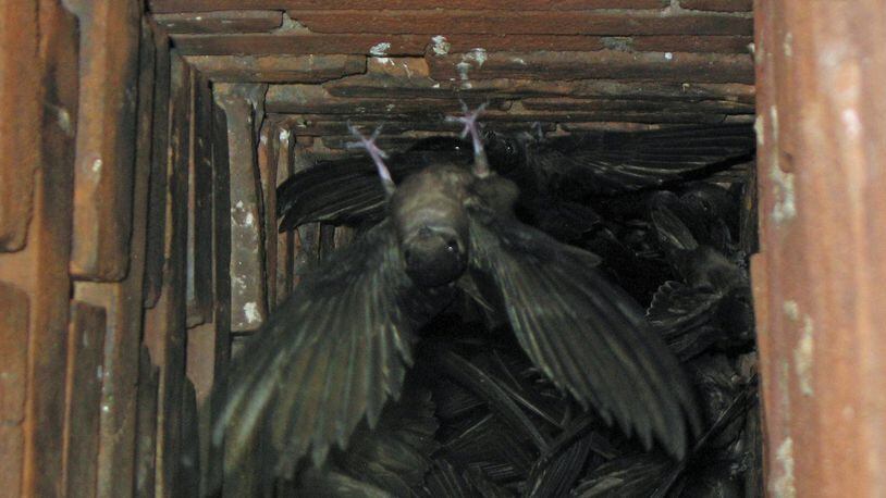 Chimney swifts roost together at night by the hundreds or the thousands in chimneys like this during fall migration. GREG SCHECHTER/CREATIVE COMMONS