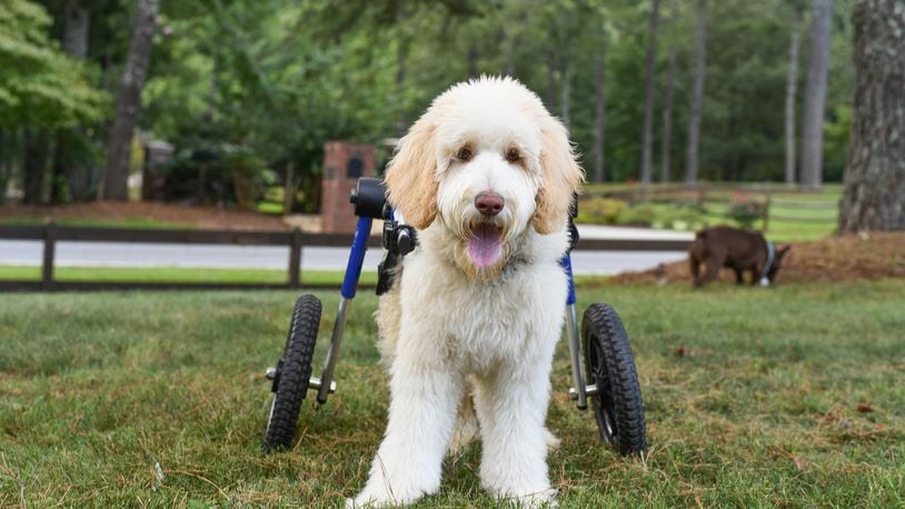 Benny, a 7-month-old paralyzed goldendoodle, was recently shown using his wheelchair ramp for the first time in an online video viewed over 141,000 times. (Photo provided/The Tucker Farm)