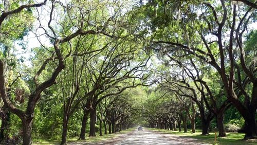 Southern live oaks (Quercus virginiana) line the drive at Wormsloe State Historic Site in Savannah. The Southern live oak is Georgia’s official state tree. CHARLES SEABROOK