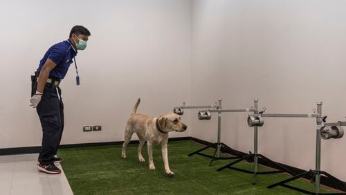 Sweat samples, some from COVID-19 patients, are used to train Bobby, a labrador, at Chulalongkorn University in Bangkok, May 14, 2021.  In Thailand and around the world, dogs are being trained to sniff out the coronavirus in people. So far, the results have been impressive. (Adam Dean/The New York Times)