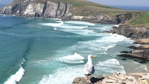 Kathy Evers of Roswell took this picture while she and her husband Ken visited Ireland. “We made frequent stops as we drove around the Dingle Peninsula. A gull was walking along the stone wall. I just happened to snap him with my iPhone 5 as he reached a great spot!” she wrote. “We love travel, especially Ireland — the countryside, people, food. This is one of my favorite pictures! I hope you like it, too.”