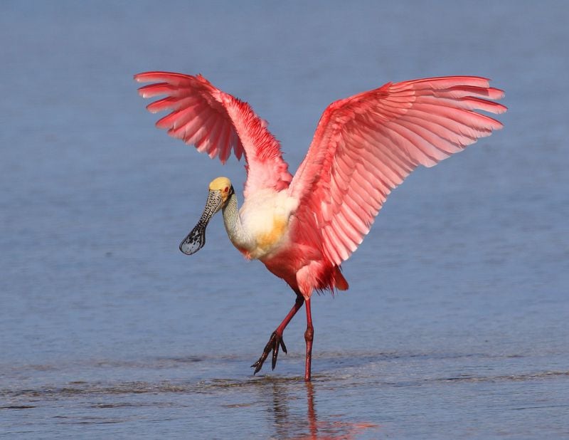 A roseate spoonbill at the J.N. Ding Darling National Wildlife Refuge, home to 245 species of birds. Contributed by David Mintz