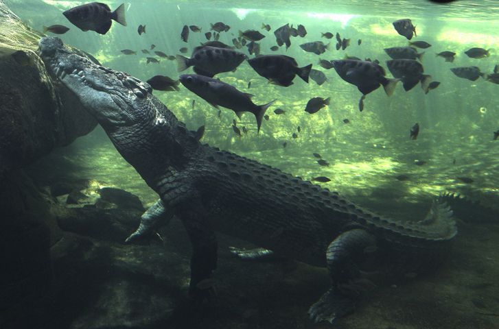 APTOPIX Australia Crocodile