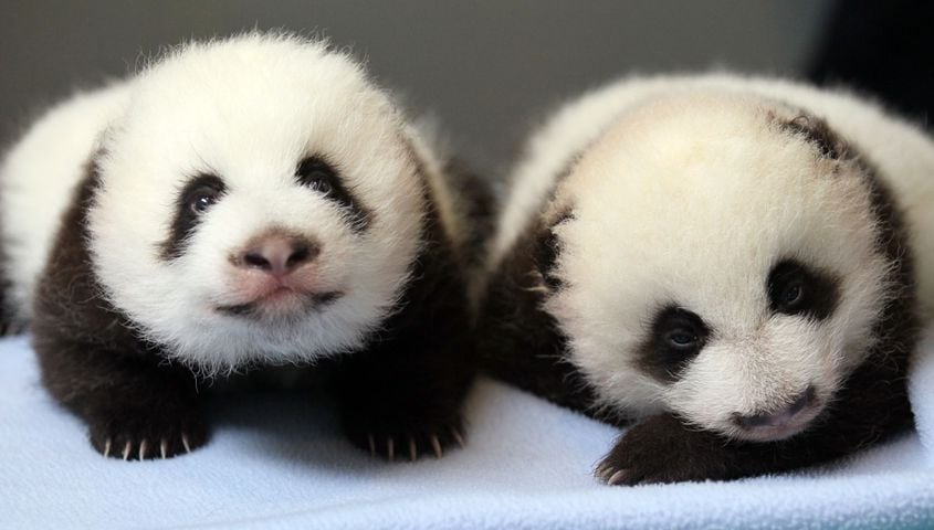 Panda cubs and zoo babies