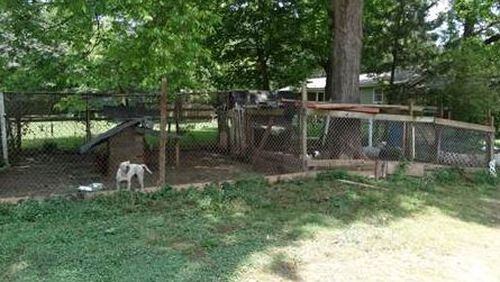 Nine chihuahuas and six pit bulls were discovered May 24 outside a home on Williams Drive. (Credit: Gwinnett County Police)