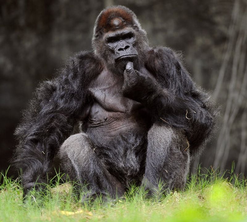 Ivan, a 50-year-old western lowland gorilla, appears to be scratching his chin in thought as he sits in his habitat at Zoo Atlanta Wednesday, Aug. 15, 2012.
