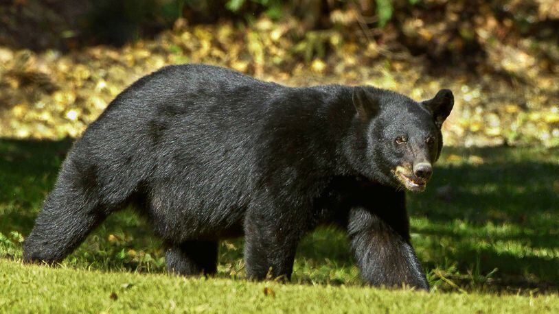 A black bear (not pictured) has been spotted in Gwinnett County