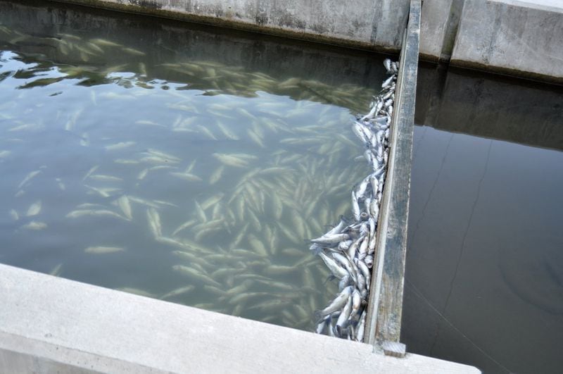 An estimated 51,000 fish, worth $61,000, were killed Monday when someone turned off the water supply to the Chattahoochee Fish Hatchery in Fannin County. (Photo by Chattahoochee Fish Hatchery)