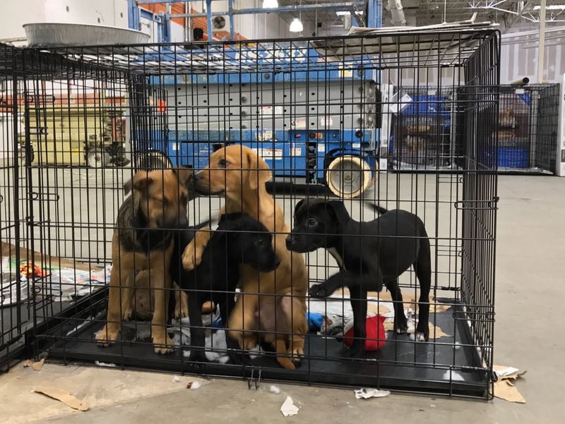 Rescued puppies inside the Atlanta Humane Society's emergency shelter for displaced pets during Hurricane Irma.