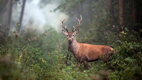 The Buford Dam Deer Hunt, Nov. 13-15 at Lake Lanier, will close several parks along Laurel Ridge Trail, the U.S. Army Corps of Engineers announced. AJC FILE