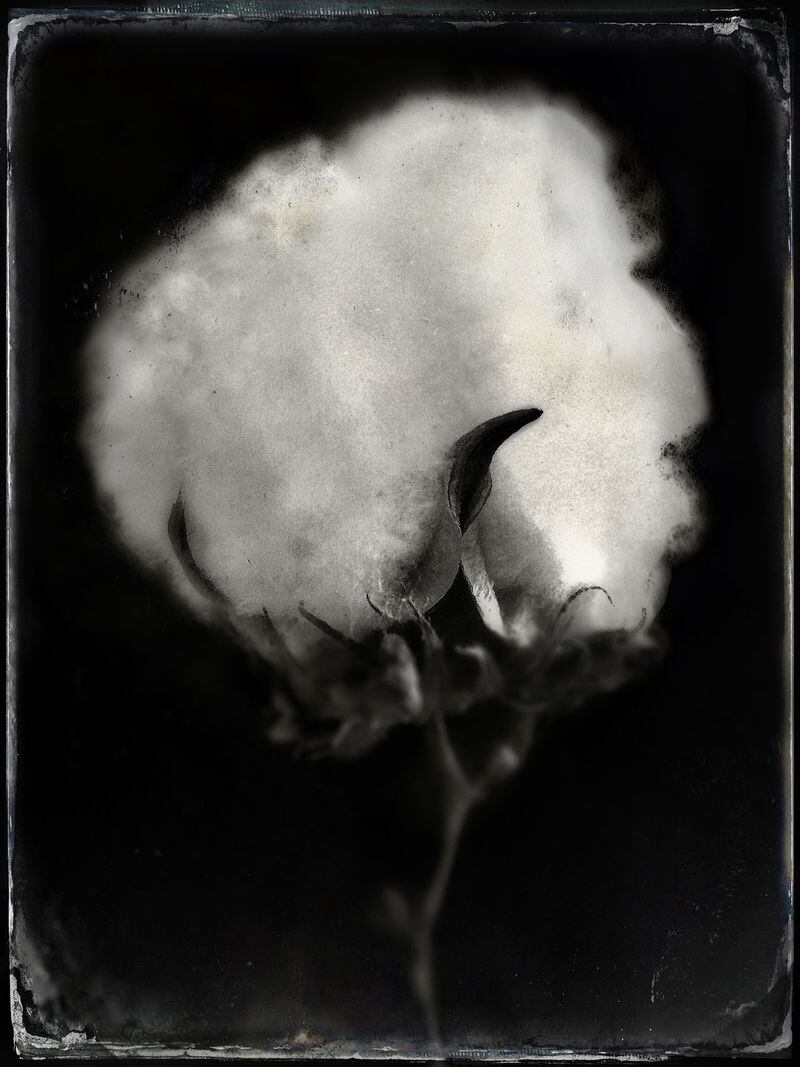 David Diodate’s “Cotton, Trove Series (Big Cotton)” is featured in the Atlanta Photography Group show “Portfolio 2017.”