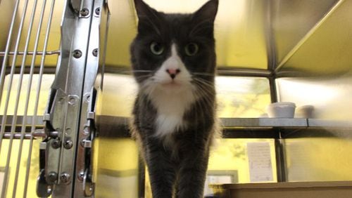 A cat that is currently available for adoption at the Gwinnett County animal shelter. (Credit: gwinnettcounty.com)