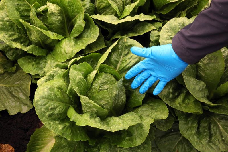 Romaine lettuce before it was harvested on a farm in Salinas, Calif., Oct. 3, 2018. In a sweeping alert issued on Nov. 20, federal health officials warned people not to eat romaine lettuce anywhere in the country, after people fell sick with a virulent form of E. coli, a bacteria blamed for a number of food-borne outbreaks in recent years. 
