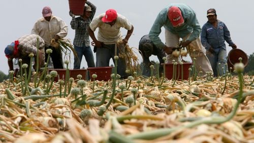 Migrant workers harvest Vidalia onions from a field in Toombs County in this 2007 photo. Federal officials uncovered an unlawful human trafficking and smuggling operation in South Georgia recently in which migrant workers were forced to work in inhuman conditions.