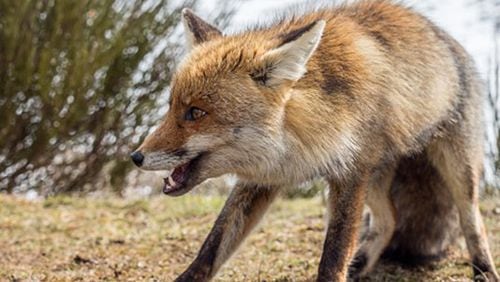 Seventh rabies case confirmed after woman bitten by rabid fox in Lawrenceville. AJC File