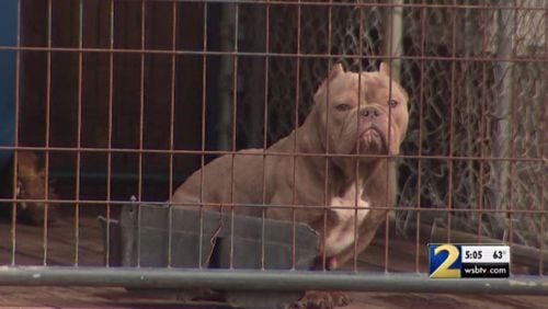 A Cobb County woman is accused of breeding bulldogs in unhealthy conditions, according to police. (Photo: Channel 2 Action News)