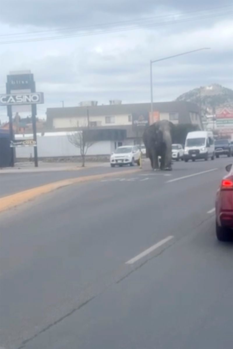 This image provided by Olivia LaBeau shows an escaped elephant crossing the road in Butte, Mont., on Tuesday, April 17, 2024. The sound of a vehicle backfiring spooked a circus elephant while she was getting a pre-show bath leading the pachyderm to break through a fence and take a brief walk, stopping noontime traffic on the city's busiest street before before being loaded back into a trailer. (Olivia LaBeau via AP)