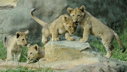 LIONS PLAY-In this Sunday, Aug. 21, 2011 photo, 12-week-old lion cubs play at the Birmingham, (Ala.) Zoo, and will join their parents in the predator hall Labor Day weekend. They were born May 25 to their mother, Akili and Kwanzaa, the zoo's male lion.