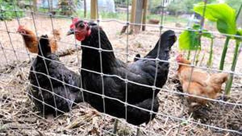 For properties of less than two acres, one request for chickens was approved and one was delayed by the Cobb commissioners on Tuesday. AJC file photo