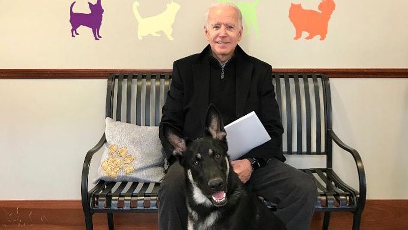 President-elect Joe Biden was playing with his dog, Major, when he twisted his ankle Saturday. 