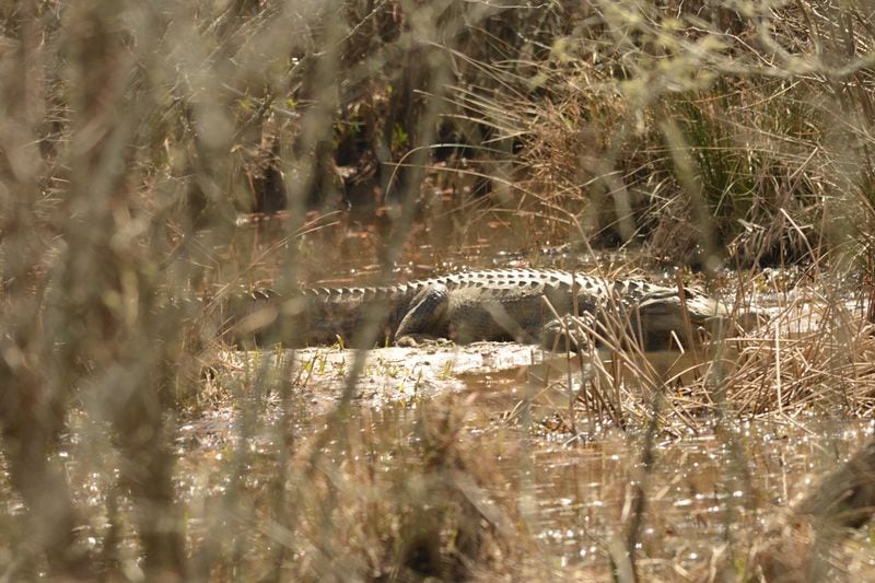 An alligator rests on the banks of the Chattahoochee River in Cobb County on Wednesday, March 9, 2016. Photo contributed by Victor Webb.
