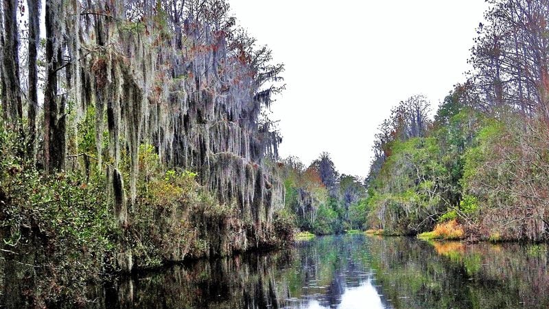 Georgia's world-famous wetland, the Okefenokee Swamp, is shown in this file photo. (Charles Seabrook for The Atlanta Journal-Constitution)
