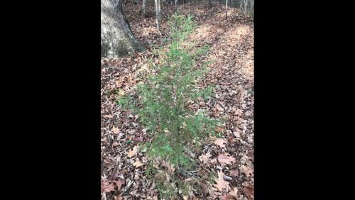 Redcedar saplings are numerous in open forest or under fence lines. The small ones are easiest to transplant. (Walter Reeves for The Atlanta Journal-Constitution)