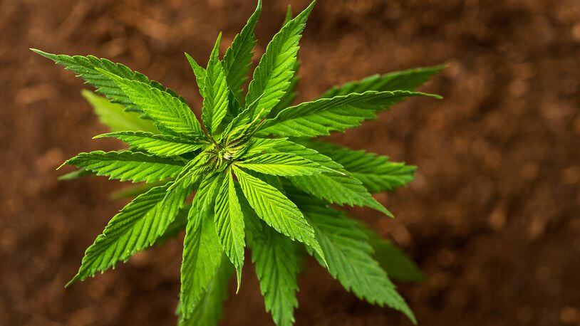 This week's state Senate debate will mark the greatest push in South Carolina to legalize medicinal cannabis since the state voted to legalize cannabidiol, a non-psychoactive oil extracted from marijuana, in 2014.. (Dreamstime/TNS)