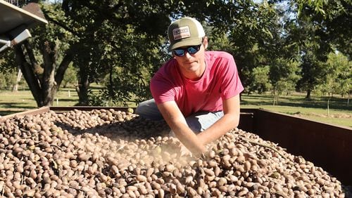 After dumping a cart load of pecans into a wagon at Cason Anderson's pecan orchard, Tyler Raymo spreads out the pecans for balance.
Eric Dusenbery for The Atlanta Journal-Constitution