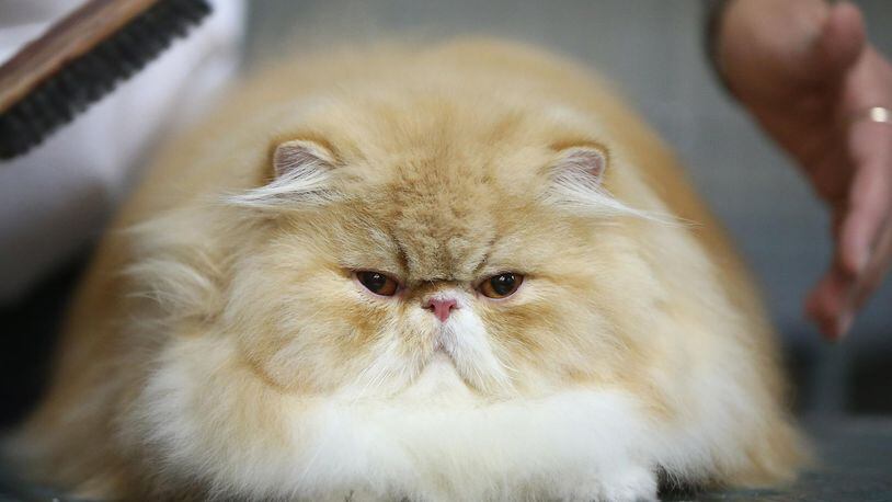 Angry cat.