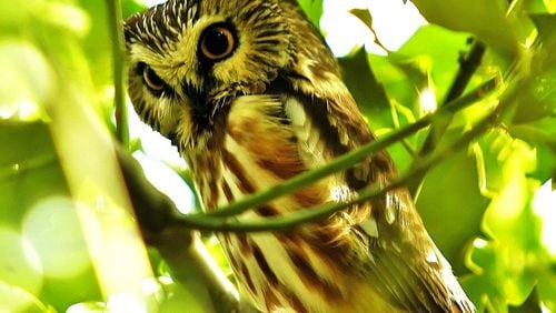 The Northern saw-whet owl inhabits boreal forests up north but may visit Georgia during fall and winter. Its migration patterns, however, remain mostly a mystery. BRENDAN LALLY/CREATIVE COMMONS