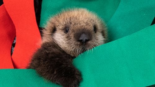 Gibson, a 5-week-old southern sea otter, rests at the Georgia Aquarium, after being stranded and rescued on the California coast. CONTRIBUTED: GEORGIA AQUARIUM