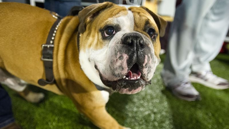 Bully is the mascot for the  Mississippi State Bulldogs.