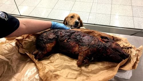 CBP K-9 "Joey" admires a whole pig intercepted at Hartsfield-Jackson. Source: U.S. Customs and Border Protection