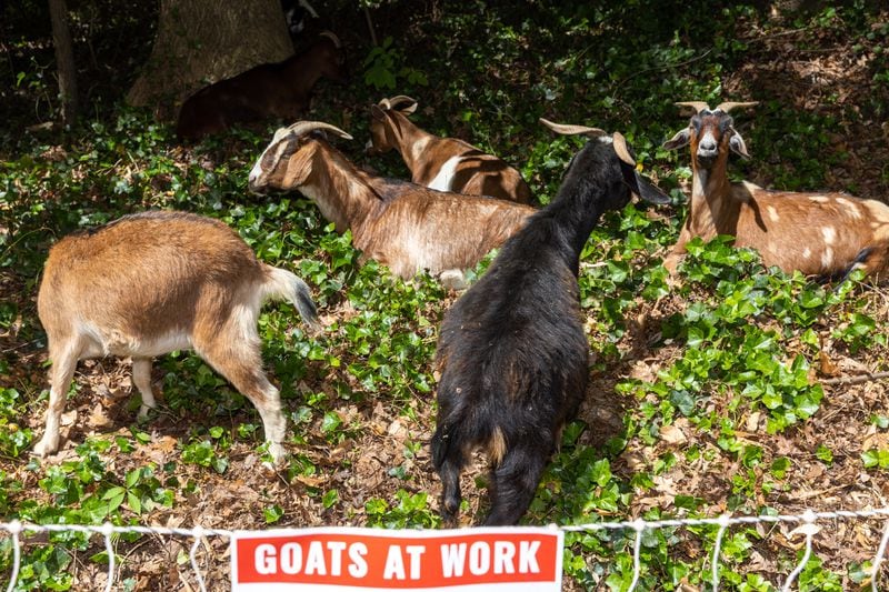 Goats eat overgrowth at the Piney Grove Cemetery in Buckhead in May 2023 as part of efforts to restore the historic site, where more than 300 Black people were buried between the 1820s and 1990s. (Arvin Temkar / arvin.temkar@ajc.com)