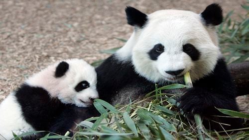 In this Jan. 12, 2007 file photo, Giant Panda panda mother Lun Lun , right, eats bamboo as her cub Mei Lan explores her new habitat at Zoo Atlanta. Zoo Atlanta said in a news release Tuesday, Aug. 23, 2016, that its veterinary team obtained an ultrasound image from Lun Lun confirming the presence of a second fetus.