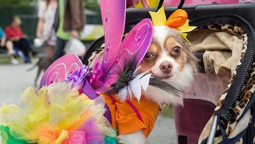 Pamper your pooch this weekend at PAWfest in Gwinnett.