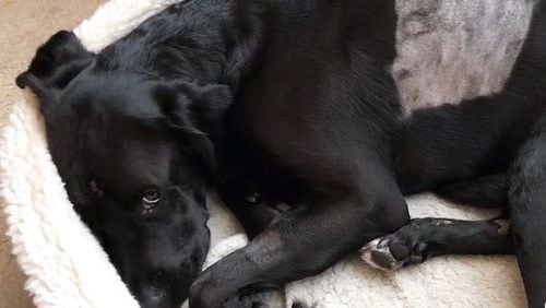 A 4-year-old lab/boxer mix named Vader is happy and healthy thanks to two Seminole County Sheriff's Office deputies who found him bleeding on the roadside after he was hit by a car.