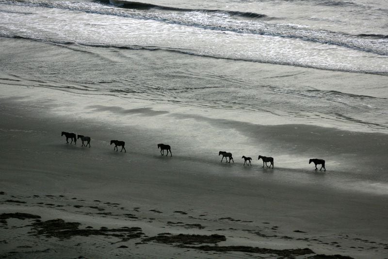 A herd of wild horses walk the edge of Sea Camp Beach on Cumberland Island, Georgia's largest and southern-most barrier island where bands of feral horses roam the dunes and marshes. Made with a Canon EOS 1 DX camera, a 500 mm lens, 1/8000 second, F/5.6, ISO 400.    CURTIS COMPTON / ccompton@ajc.com