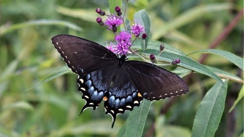 The Spicebush Swallowtail is just one of many you can enjoy at the Chattahoochee Nature Center Butterfly Encounter in Roswell. (Courtesy Chattahoochee Nature Center)