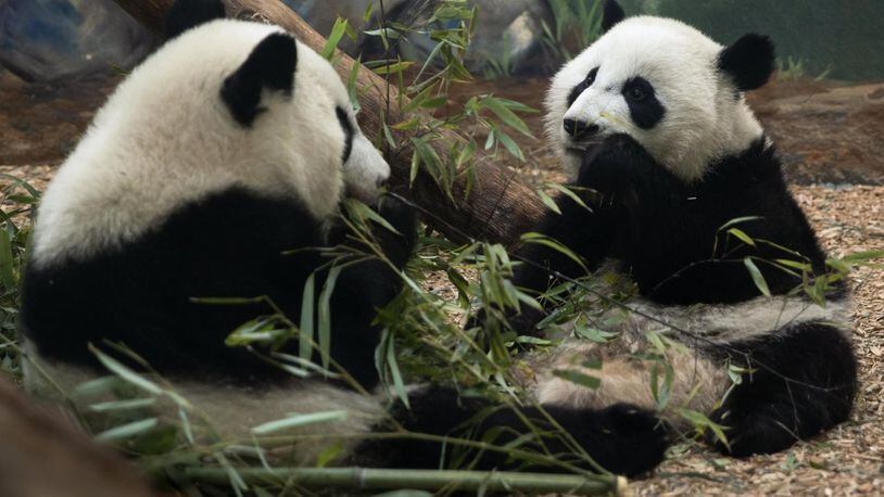 Ya Lun and Xi Lun will be 2 years old on Sept. 3, but Zoo Atlanta is going to throw them a party a little earlier, with ice cakes made with special treats. CONTRIBUTED BY ZOO ATLANTA