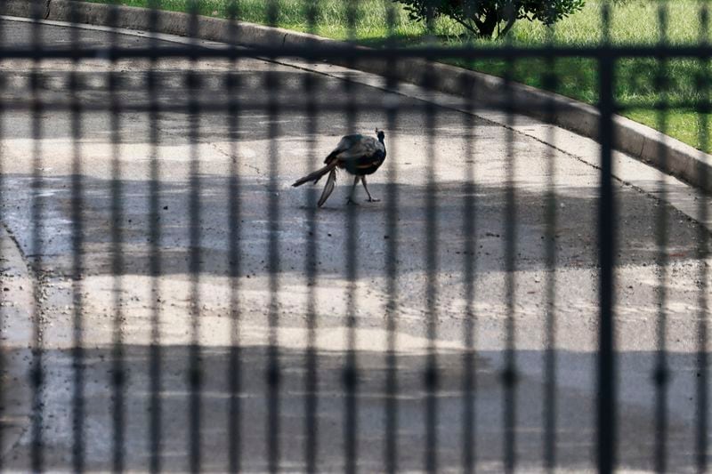 A bird walks on the premises of Noah’s Ark Animal Sanctuary in Locust Grove on Monday, August 22, 2022. (Natrice Miller/natrice.miller@ajc.com)