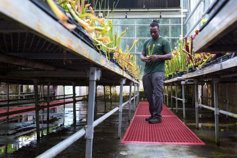 Rashaad Tillery, 29, a conservation horticulturalist, works to clear away weeds and dead leaves from pitcher plants inside a nursery at the Atlanta Botanical Garden. (Casey Sykes for The Atlanta Journal-Constitution)