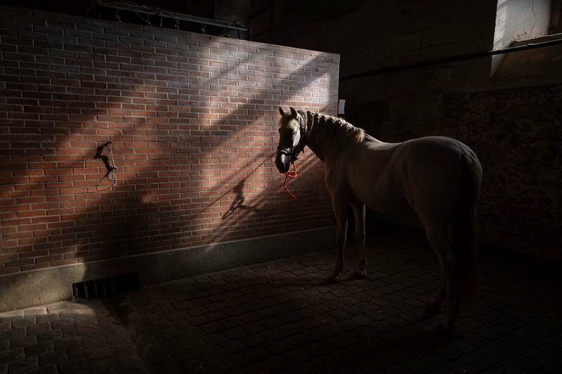A horse in the royal stables, in Versailles, Thursday, April 25, 2024. More than 340 years after the royal stables were built under the reign of France's Sun King, riders and horses continue to train and perform in front of the Versailles Palace. The site will soon keep on with the tradition by hosting the equestrian sports during the Paris Olympics. Commissioned by King Louis XIV, the stables have been built from 1679 to 1682 opposite to the palace's main entrance. (AP Photo/Aurelien Morissard)