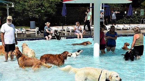 Pups enjoy a previous Doggy Dip Day in Brookhaven.