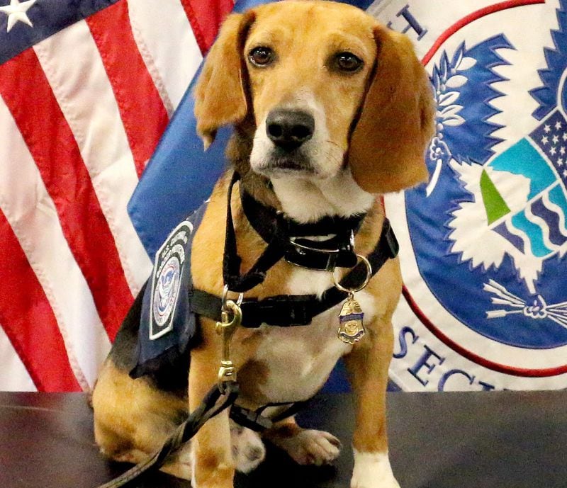 Murray the beagle when he joined U.S. Customs and Border Protection. Source: CBP