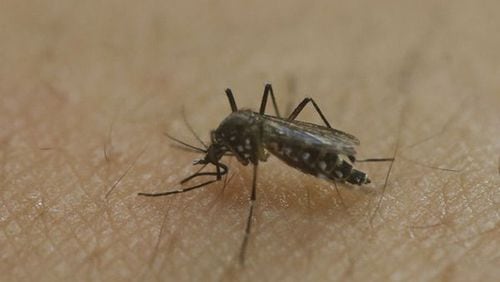The city of Atlanta will increase efforts to keep mosquitoes at bay and prevent mosquito-born illnesses. AJC file photo