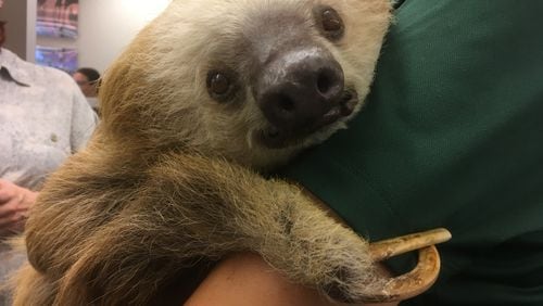 Harry the Sloth tolerated a room full of journalists with aplomb. Photo: Jennifer Brett