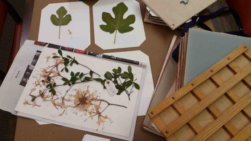 The next installment of the Beltline Arboretum series is bulding an herbarium. CONTRIBUTED