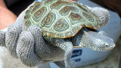 The diamondback terrapin, like the one shown here, is the only reptile adapted to life in coastal salt marshes. However, the little turtle is facing an alarming decline because of several threats, including pollution and climate change. (Charles Seabrook for The Atlanta Journal-Constitution)